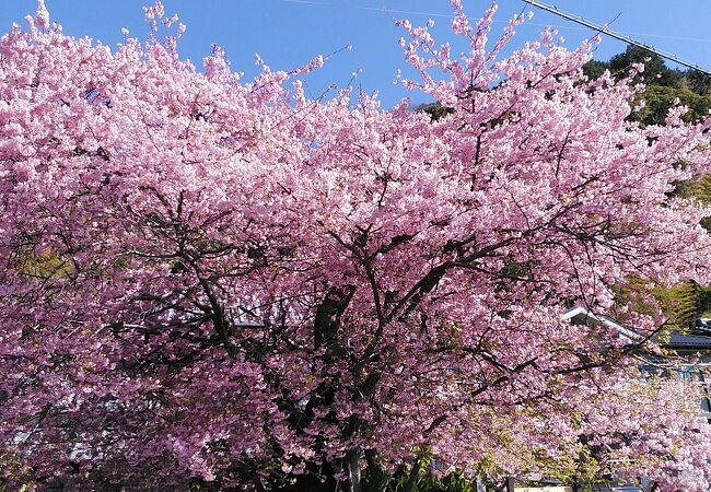 全国に広がった河津桜の原木です