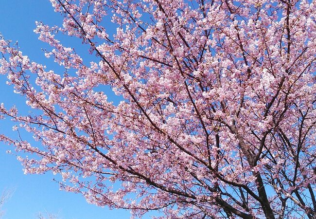 小室山公園