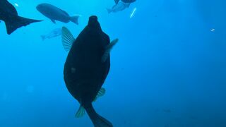 かつうら海中公園 海中展望塔