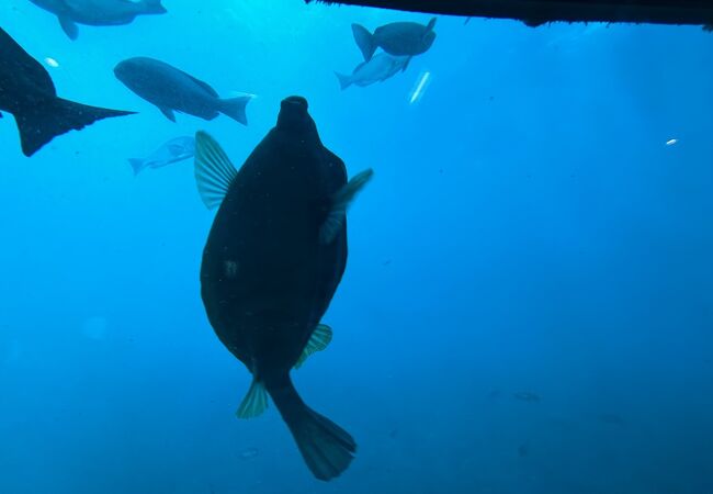 かつうら海中公園 海中展望塔