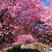 桜のトンネル