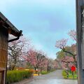 あいにくの雨天ゆえかインバウンド率高し