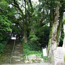 苔が生えた巨木を見ながら階段を上る