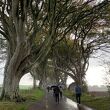 The Dark Hedges