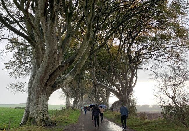 The Dark Hedges