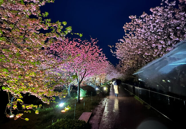 想像よりも暗かったですが、綺麗にみられました。