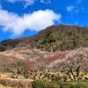 幕山公園