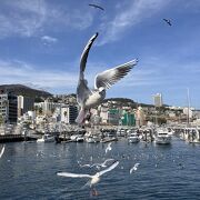 カモメに餌付けができる『熱海遊覧船SANREMO』((ヾ(∀´* ) 船内からは海中のお魚さんとご対面ｗｗ