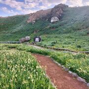 甘い香りに包まれる水仙の群生地。灯台も楽しめます