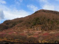 幕山　湯河原梅林