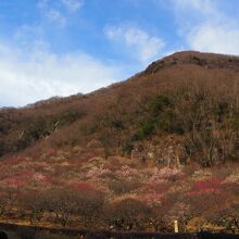 幕山　湯河原梅林