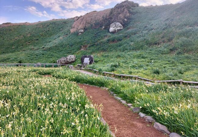 甘い香りに包まれる水仙の群生地。灯台も楽しめます