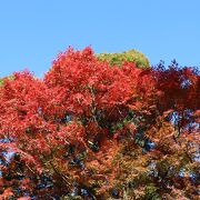 徳川園の紅葉が綺麗でした