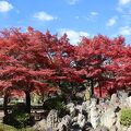 二の丸東庭園の紅葉も綺麗