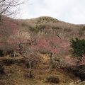 湯河原梅林 梅の宴