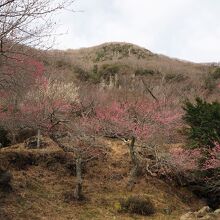 湯河原梅林 梅の宴