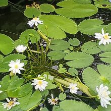 京都府立植物園