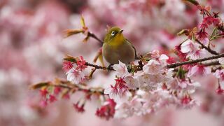 熱海桜が咲く並木道　見頃終わりでしたがなんとか間に合いました　