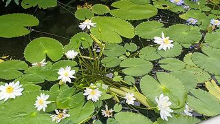 京都府立植物園