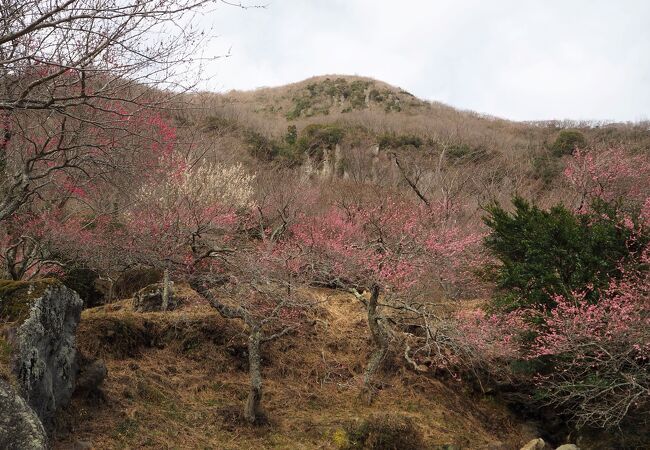 湯河原梅林 梅の宴