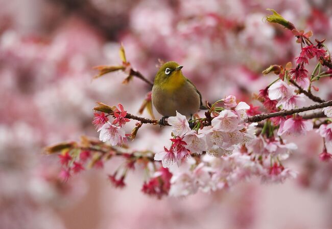 熱海桜が咲く並木道　見頃終わりでしたがなんとか間に合いました　
