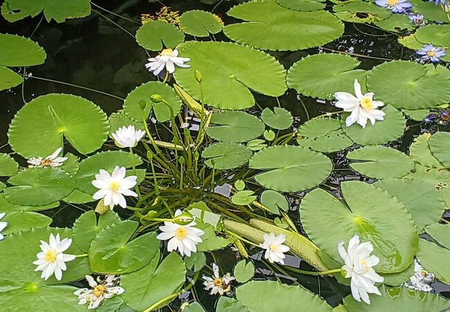 京都府立植物園