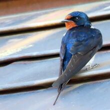 町家の屋根でひと休みのツバメ