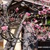 庭では満開の梅の花が綺麗でした。