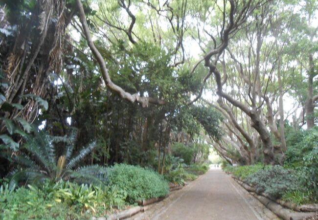 カーステンボッシュ植物園