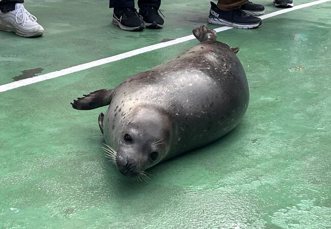 動物とのふれあいが満喫できました