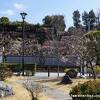丘の上下に梅林がある公園