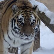 雪の動物園