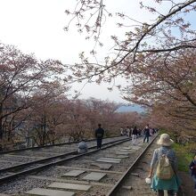 インクラインの桜