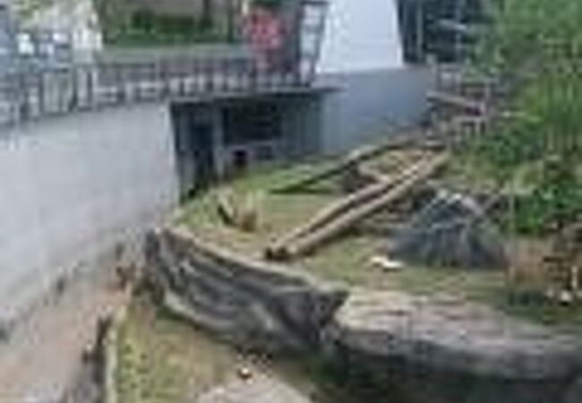 円山動物園 サル山