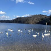 白鳥が来る加瀬沼