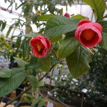 温室は珍しい椿がたくさん
