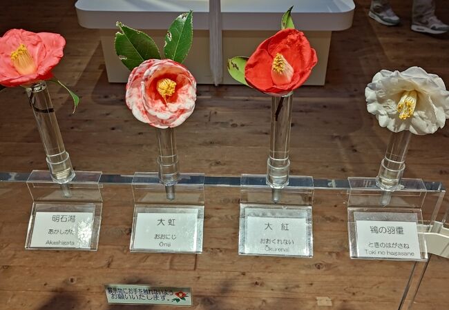 椿の花の展示があり、種類の多さを実感できます