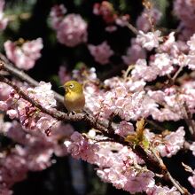 メジロと満開のツバキカンザクラ