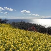 菜の花と海と富士山