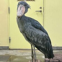 高知県立のいち動物公園