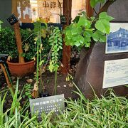 和紙の原料となる楮などの植物が植えられていて、非常にユニークな展示形態だと思いました。