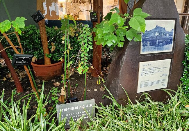 和紙の原料となる楮などの植物が植えられていて、非常にユニークな展示形態だと思いました。