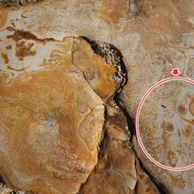 目と鼻で、人の顔みたいに見えました