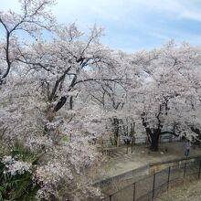 勝沼ぶどう郷駅の桜