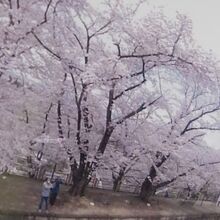 勝沼ぶどう郷駅の桜と花見客