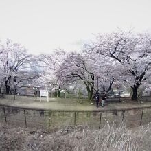 甚六桜満開