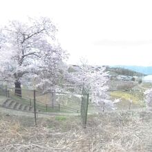 甚六桜公園の桜満開