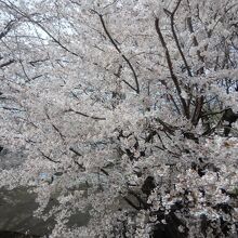 列車に迫る程満開の桜