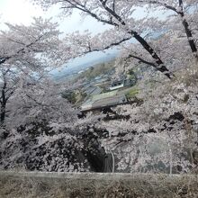 満開の桜の間に市街地が見えた