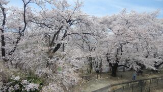 2023年高遠の桜を見に行く途中、中央線の勝沼ぶどう郷駅の桜は満開で見応えがあった